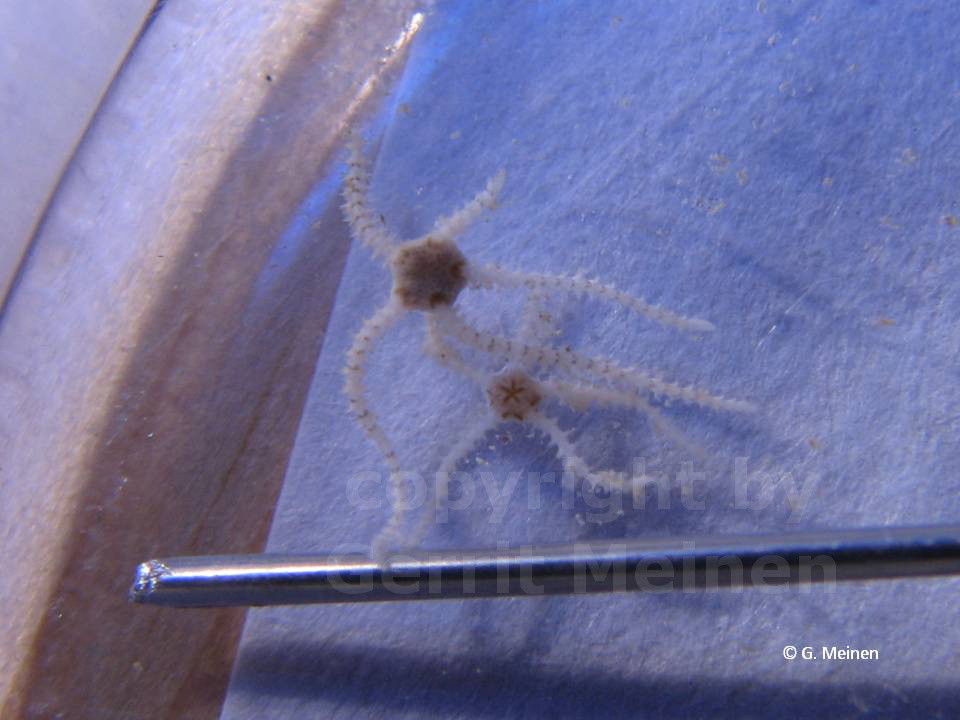 Amphipholis squamata (1)[1]