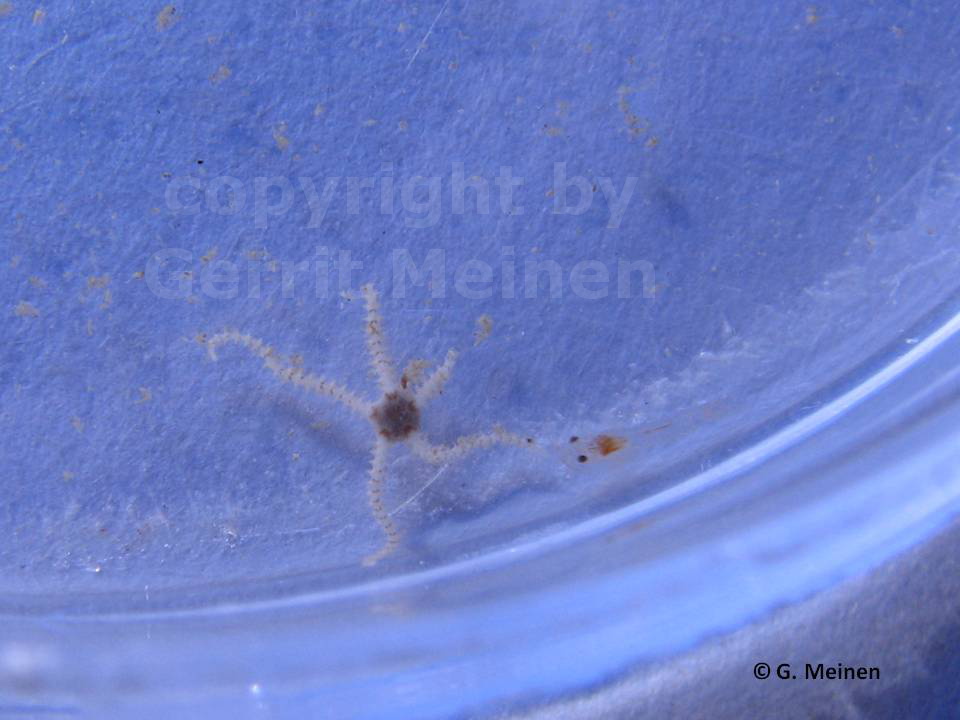 Amphipholis squamata (2)[2]