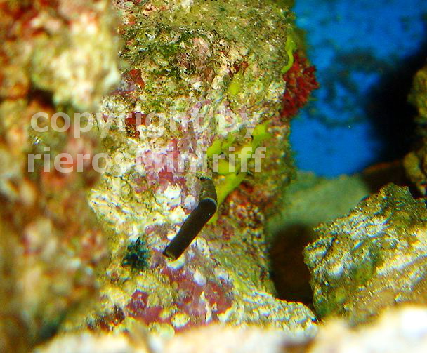 Phascolosoma