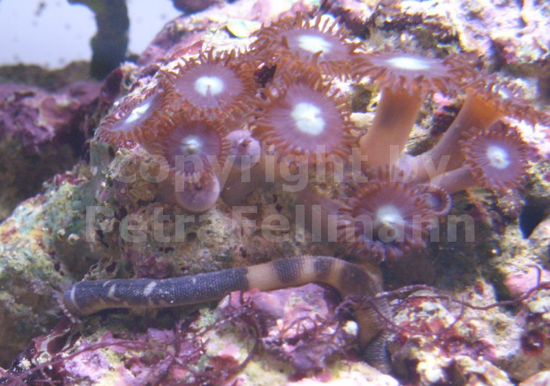Phascolosoma
