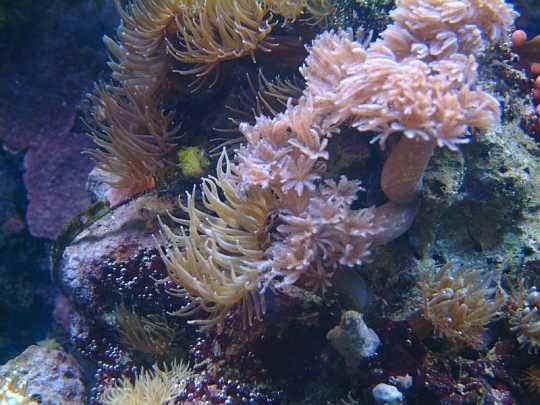 glasrose1