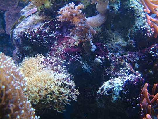glasrose6