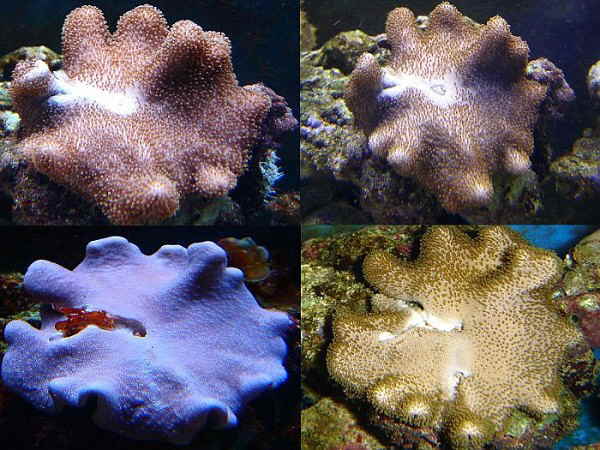 koralle2