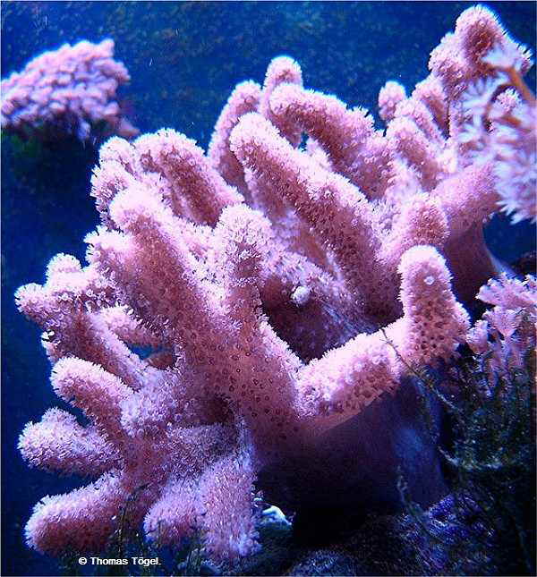 korallen (6)