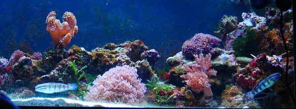 neue korallen,ansicht