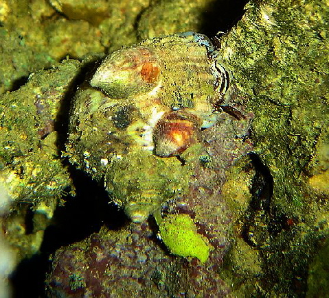 schnecke unbek. 1 schnecke unbek. 1