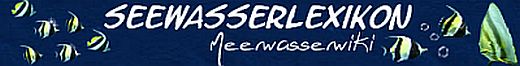 banner_seewasserlexikon1