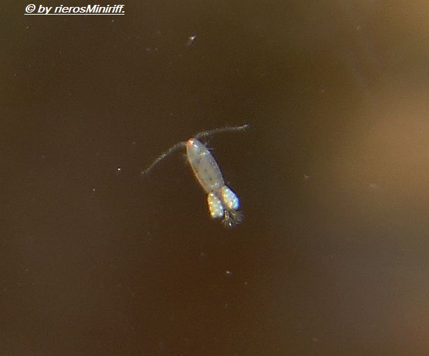copepoden
