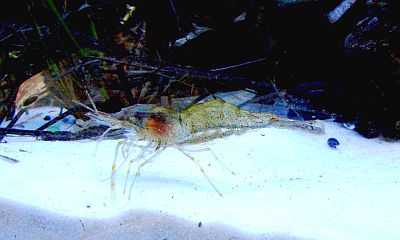 http---www.fg-meeresbiologie.de-speeches-other-ostseeaquaristik_5.pdf - Adobe Reader