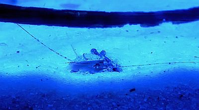http---www.fg-meeresbiologie.de-speeches-other-ostseeaquaristik_5.pdf - Adobe Reader1