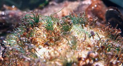 http---www.fg-meeresbiologie.de-speeches-other-ostseeaquaristik_5.pdf - Adobe Reader10
