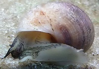 http---www.fg-meeresbiologie.de-speeches-other-ostseeaquaristik_5.pdf - Adobe Reader11
