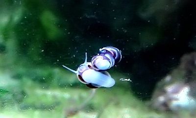 http---www.fg-meeresbiologie.de-speeches-other-ostseeaquaristik_5.pdf - Adobe Reader12