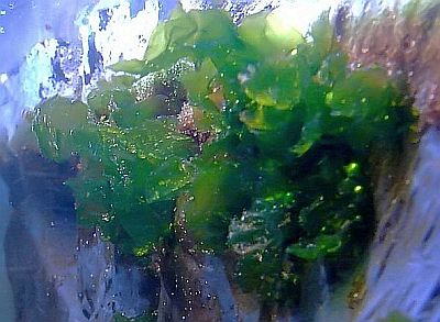 http---www.fg-meeresbiologie.de-speeches-other-ostseeaquaristik_5.pdf - Adobe Reader14