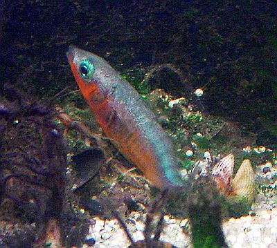 http---www.fg-meeresbiologie.de-speeches-other-ostseeaquaristik_5.pdf - Adobe Reader19 http---www.fg-meeresbiologie.de-speeches-other-ostseeaquaristik_5.pdf - Adobe Reader19
