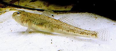 http---www.fg-meeresbiologie.de-speeches-other-ostseeaquaristik_5.pdf - Adobe Reader20
