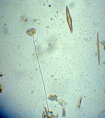 http---www.fg-meeresbiologie.de-speeches-other-ostseeaquaristik_5.pdf - Adobe Reader5