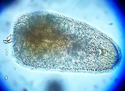 http---www.fg-meeresbiologie.de-speeches-other-ostseeaquaristik_5.pdf - Adobe Reader6