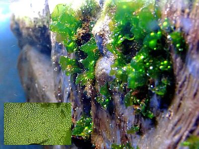 http---www.fg-meeresbiologie.de-speeches-other-ostseeaquaristik_5.pdf - Adobe Reader7