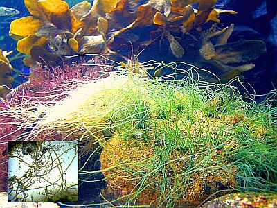 http---www.fg-meeresbiologie.de-speeches-other-ostseeaquaristik_5.pdf - Adobe Reader8 http---www.fg-meeresbiologie.de-speeches-other-ostseeaquaristik_5.pdf - Adobe Reader8