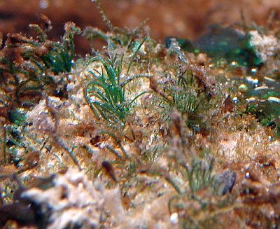 http---www.fg-meeresbiologie.de-speeches-other-ostseeaquaristik_5.pdf - Adobe Reader9