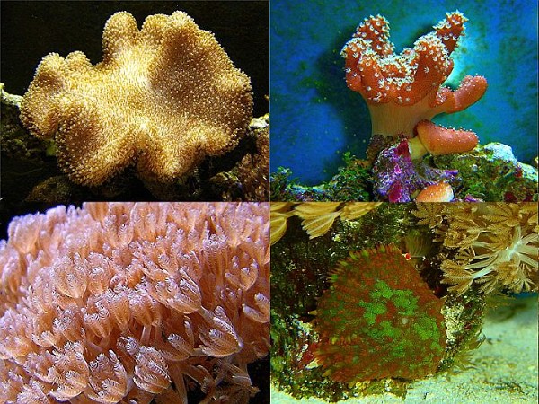 korallen1